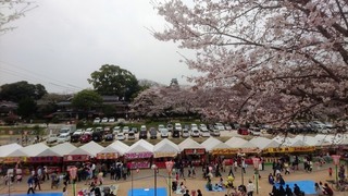 岡山城　と　桜　絶景DSC_0316 aa.JPG