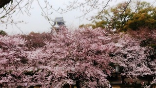 岡山城　と　桜　絶景DSC_0430 aa.JPG
