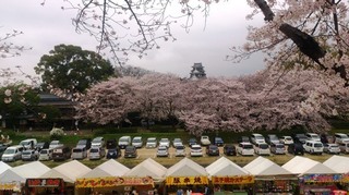 岡山城　と　桜　絶景DSC_1883 aa.jpg