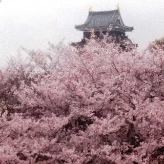 岡山城　と　桜　絶景　DSC_0364.JPG