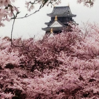 岡山城　と　桜　絶景　DSC_0379.JPG