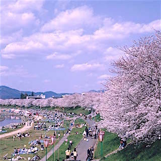 桜カーニバル　岡山.jpg
